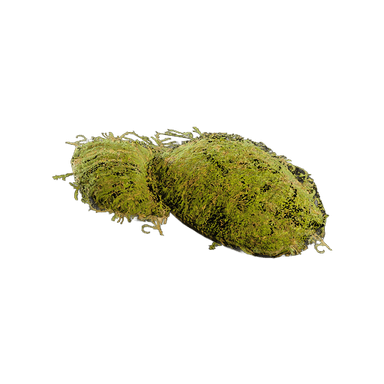 Moss