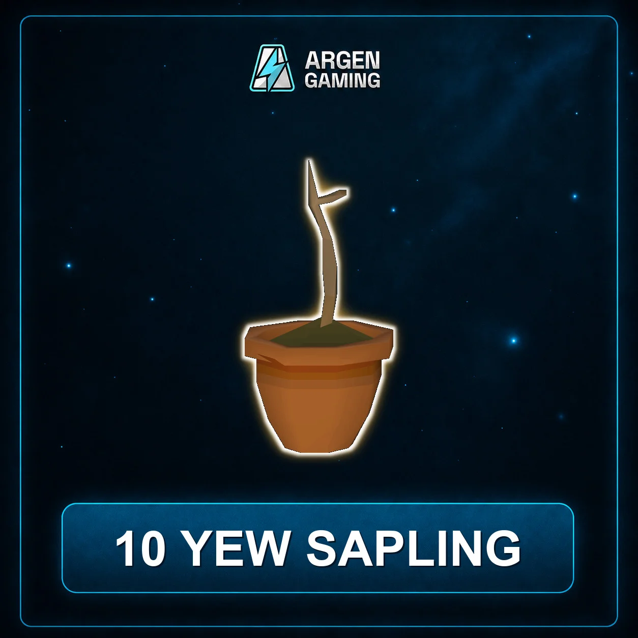 10 Yew Sapling