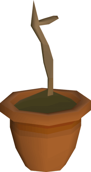 10 Dragonfruit Sapling