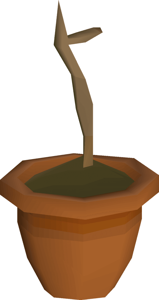 10 Dragonfruit Sapling